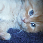 Kocurek Maine Coon