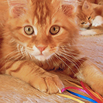 Kocurek Maine Coon