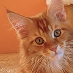 Kocurek Maine Coon