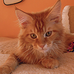 Kocurek Maine Coon
