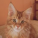 Kocurek Maine Coon