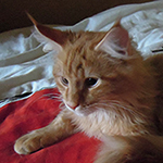 Kocurek Maine Coon