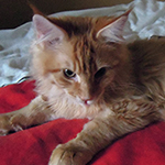 Kocurek Maine Coon