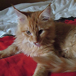 Kocurek Maine Coon