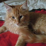 Kocurek Maine Coon