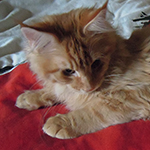 Kocurek Maine Coon
