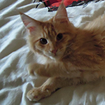 Kocurek Maine Coon