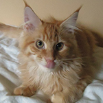 Kocurek Maine Coon