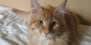 Kocurek Maine Coon