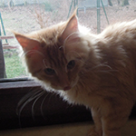 Kocurek Maine Coon