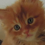 Kocurek Maine Coon