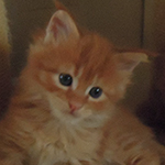 Kocurek Maine Coon