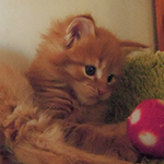 Kocurek Maine Coon