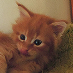 Kocurek Maine Coon