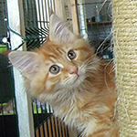 Kocurek Maine Coon