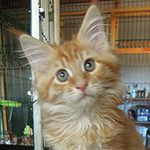 Kocurek Maine Coon
