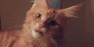 Kocurek Maine Coon