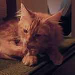Kocurek Maine Coon