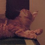 Kocurek Maine Coon