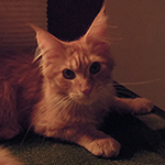 Kocurek Maine Coon