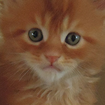Kocurek Maine Coon