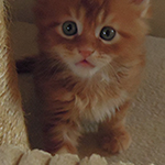 Kocurek Maine Coon