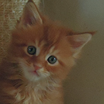 Kocurek Maine Coon