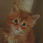 Kocurek Maine Coon
