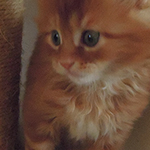 Kocurek Maine Coon