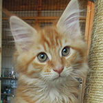 Kocurek Maine Coon