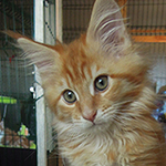 Kocurek Maine Coon