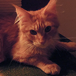 Kocurek Maine Coon