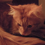 Kocurek Maine Coon