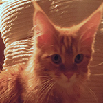 Kocurek Maine Coon