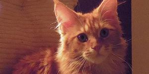 Kocurek Maine Coon