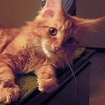 Kocurek Maine Coon