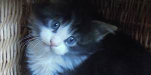 Kocurek Maine Coon