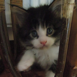 Kocurek Maine Coon