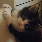 Kocurek Maine Coon