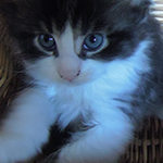 Kocurek Maine Coon