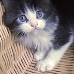 Kocurek Maine Coon