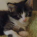 Kocurek Maine Coon