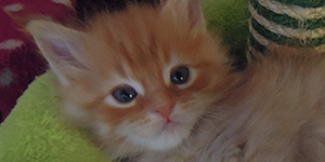 Kocurek Maine Coon
