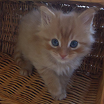 Kotka Maine Coon