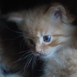 Kotka Maine Coon
