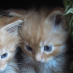 Kotka Maine Coon