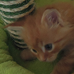 Kotka Maine Coon
