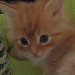 Kotka Maine Coon