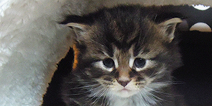 Kocurek Maine Coon