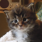 Kocurek Maine Coon